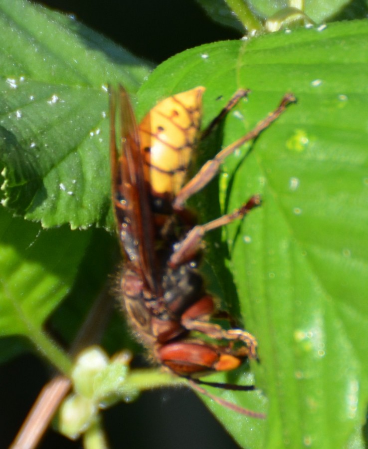 Calabrone?  S, regina di Vespa crabro